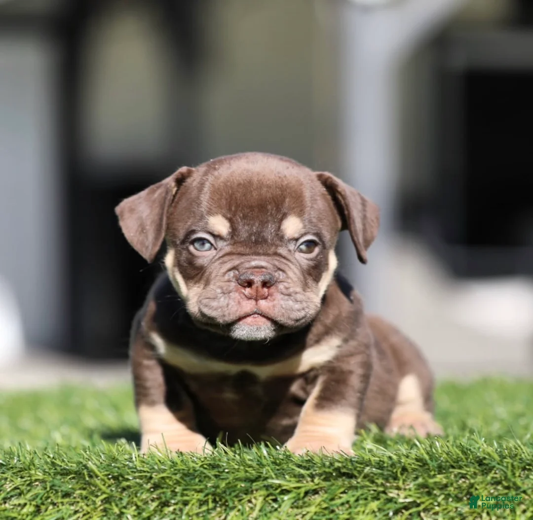 American Bully dogs for sale: American Bully Puppy 1 - Ad 1