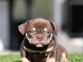 American Bully dogs American Bully Puppy 1 - Ad 20