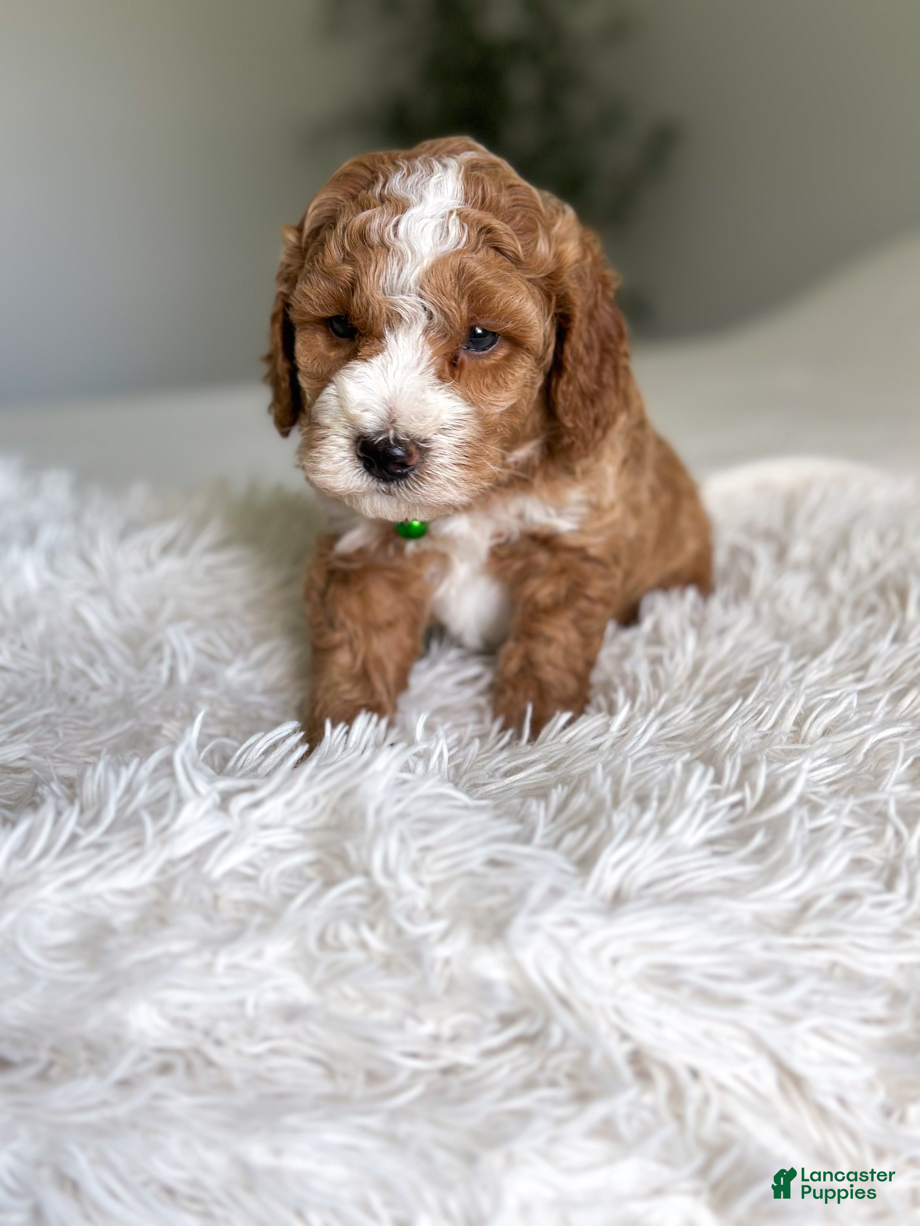 Mini Goldendoodle dogs Blaze - Ad 2