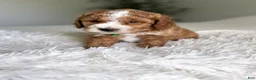 Mini Goldendoodle dogs for sale: Blaze - Ad 2