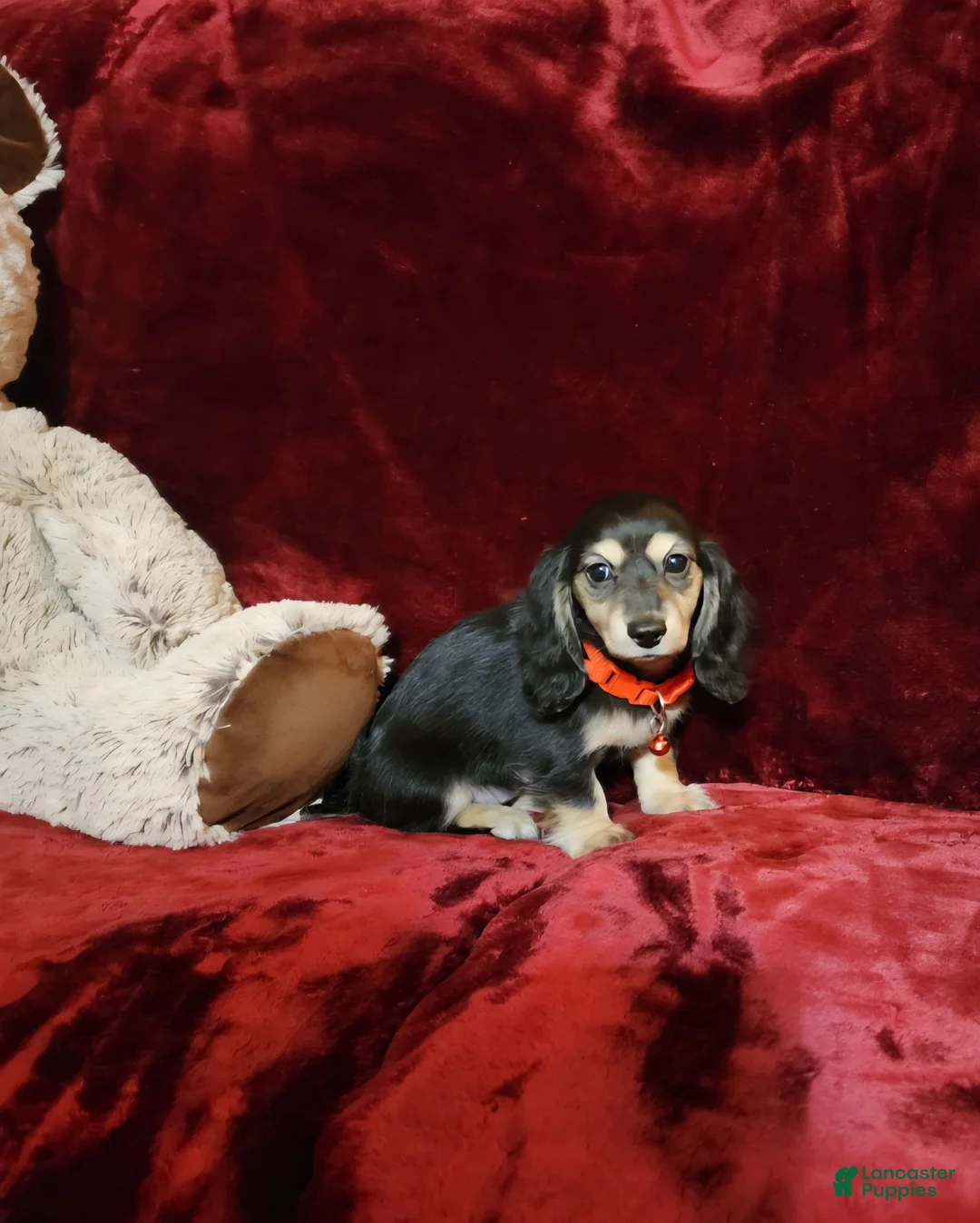Miniature Dachshund dogs for sale: LAYLA - Ad 2