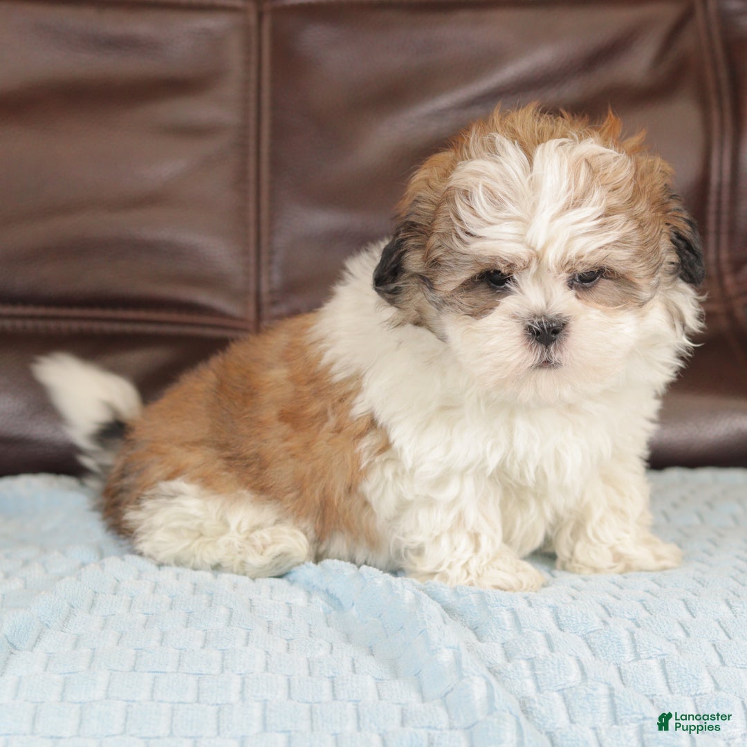 Mixed Breed dogs for sale: Thunder - Ad 3