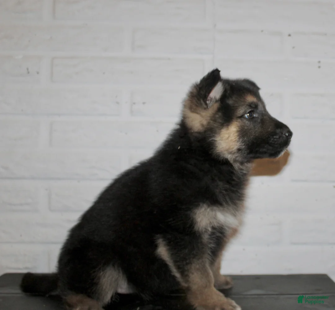 German Shepherd dogs for sale: Misty - Ad 7