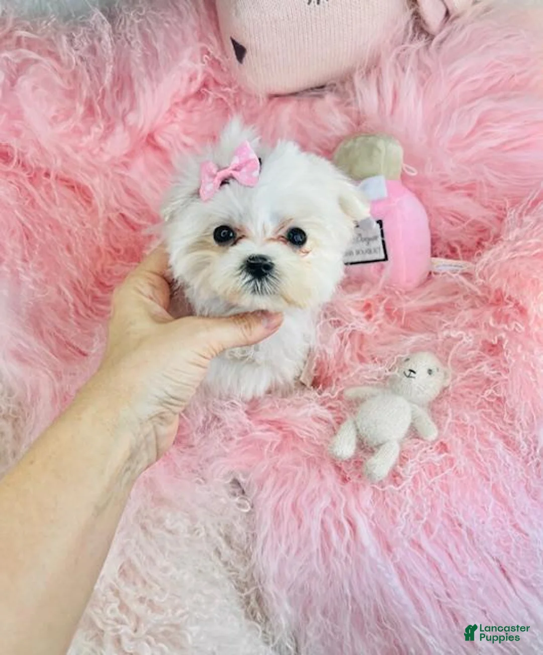 Maltese dogs for sale: Maltese Puppy 1 - Ad 3