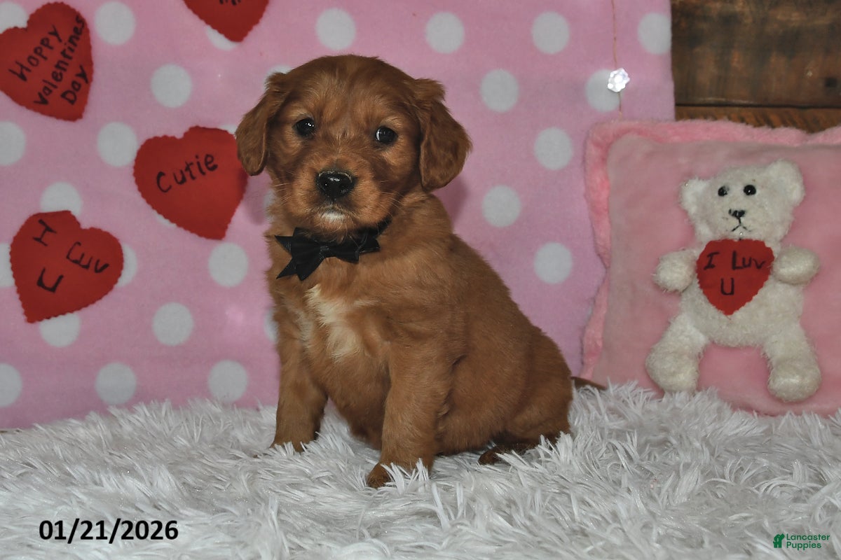 Miniature Golden Retriever dogs Snoopy - Ad 6