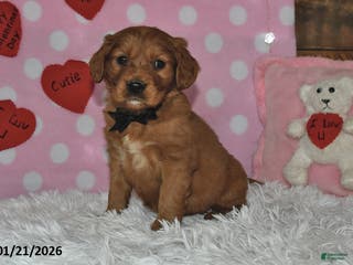 Miniature Golden Retriever dogs Snoopy - Ad 8