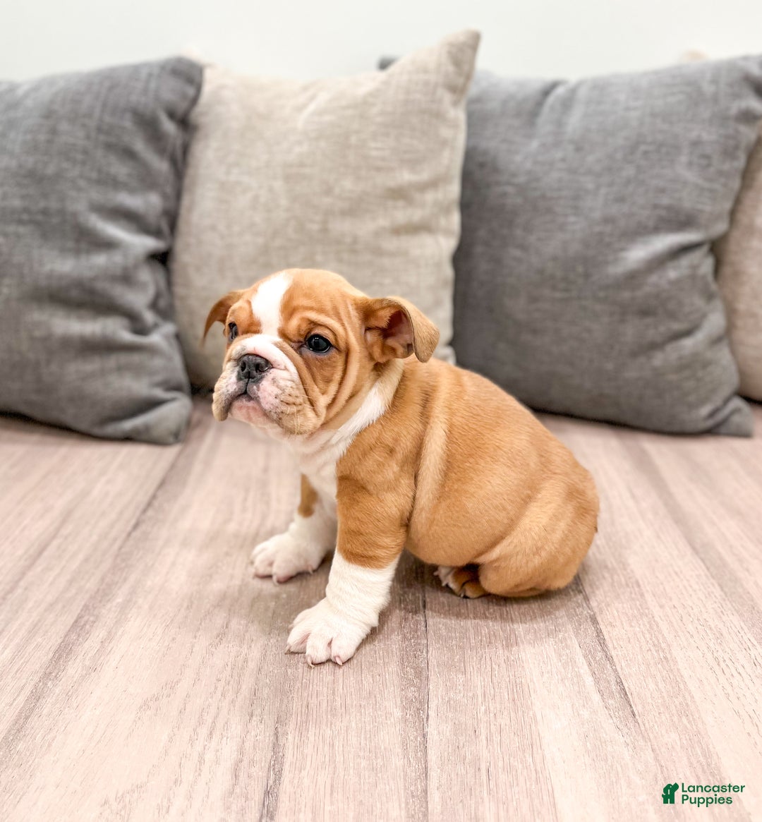 Mixed Breed dogs for sale: Bella - Ad 5