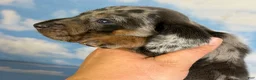 Miniature Dachshund dogs for sale: AKC Pixel SH blue dappled DNA OFA  - Ad 8