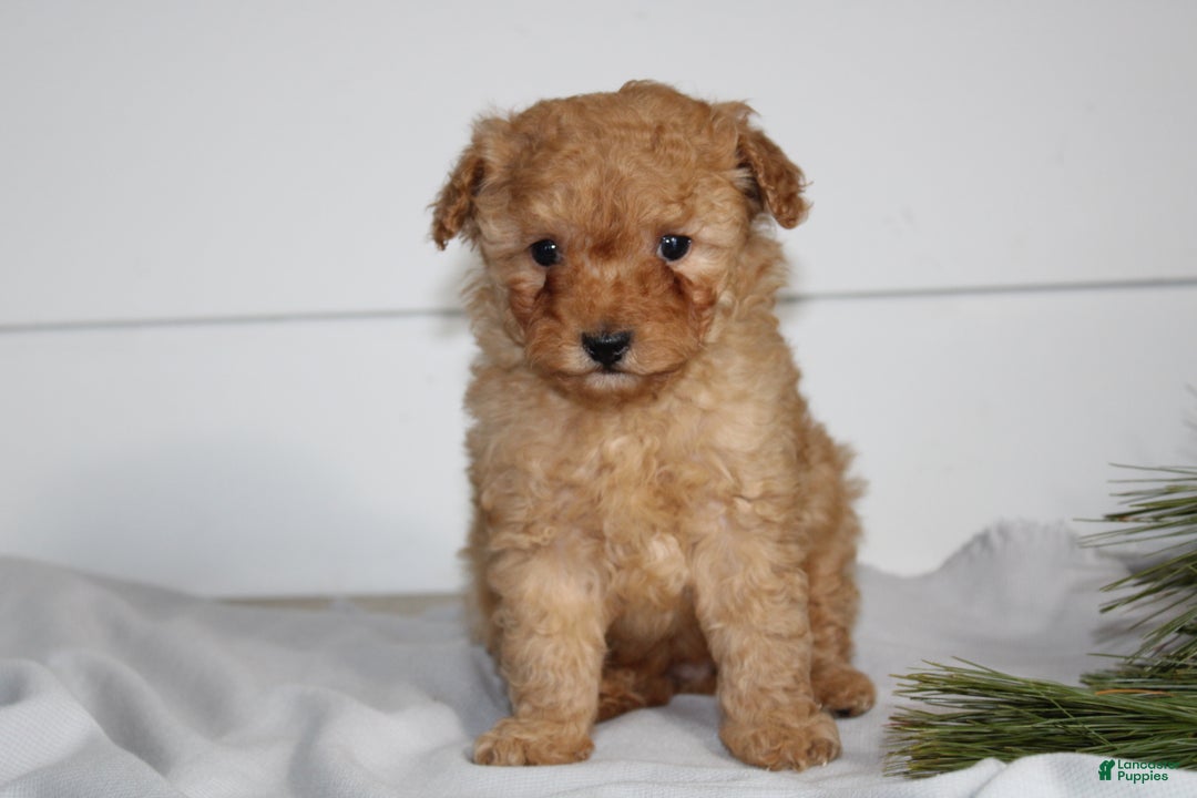 Miniature Poodle dogs for sale: Dexter - Ad 2