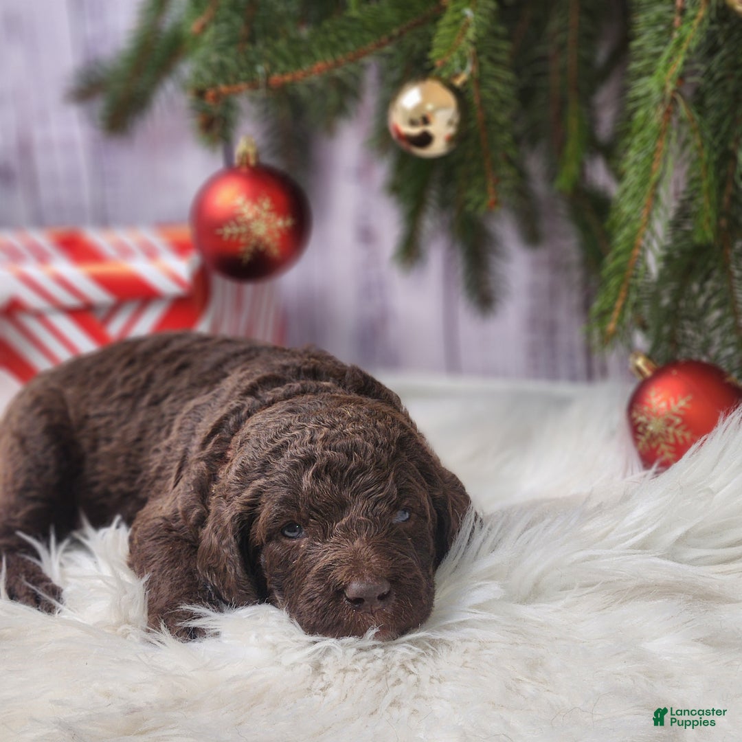 Labradoodle dogs for sale: Edward - F1B - Ad 2