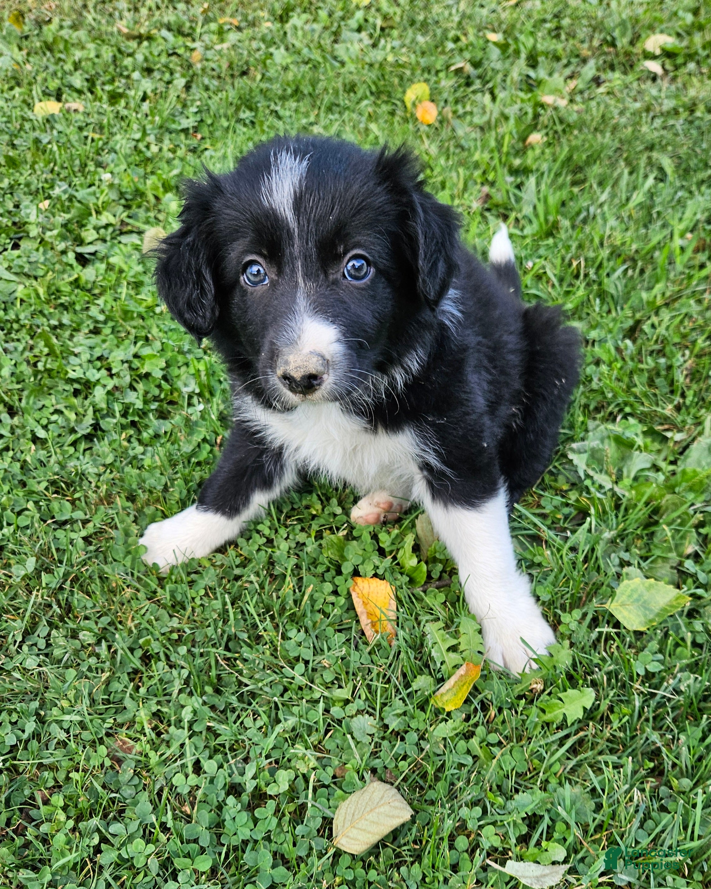 Border Collie dogs Gus - Ad 1