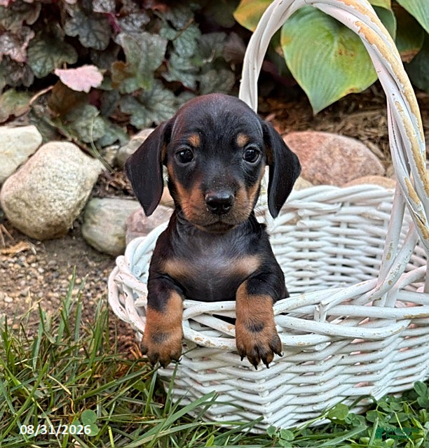 Dachshund dogs Reiley - Ad 1
