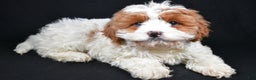 Cavapoo dogs for sale: Cavapoo Puppy 1 - Ad 2