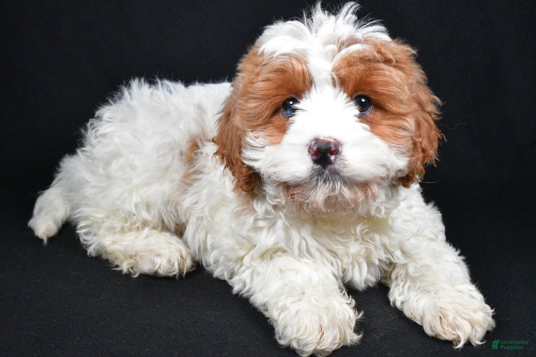 Cavapoo dogs for sale: Cavapoo Puppy 1 - Ad 2