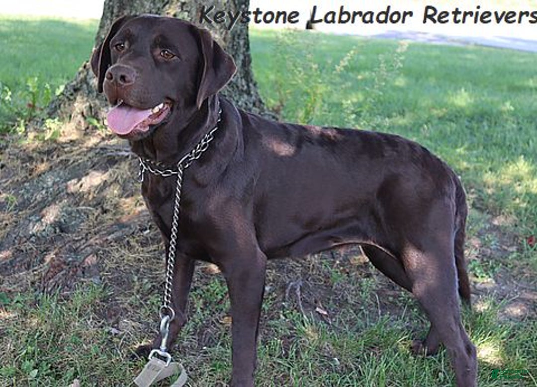 Labrador Retriever dogs for sale: Houston -  Champ lines - Ad 3