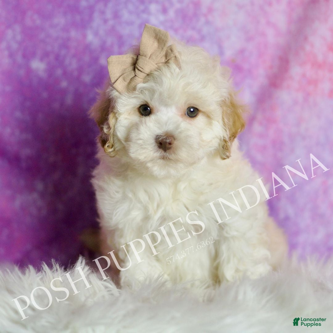 Maltipoo dogs Toast - Ad 38