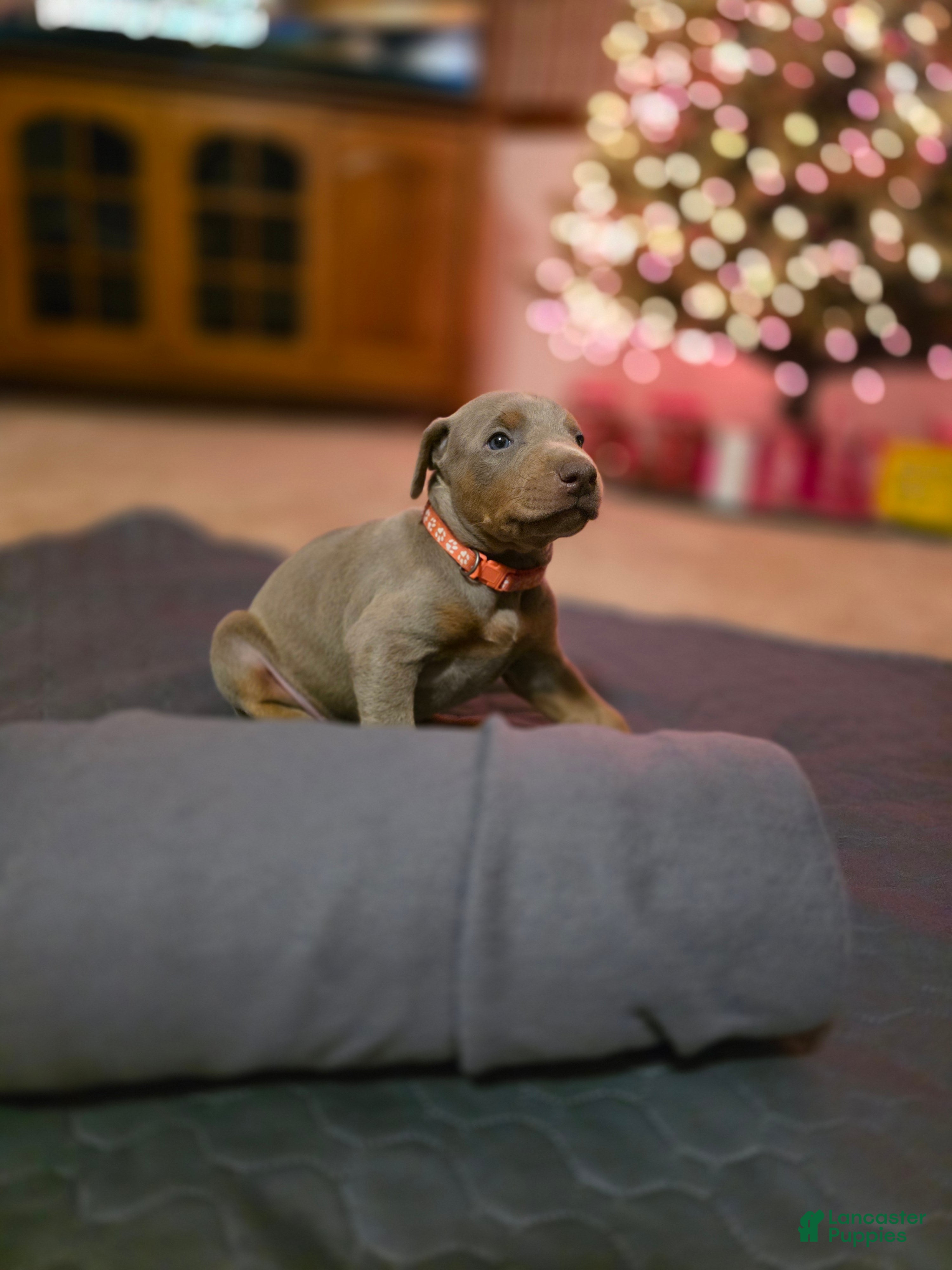 Doberman Pinscher dogs Doberman Pinscher Puppy 3 - Ad 18