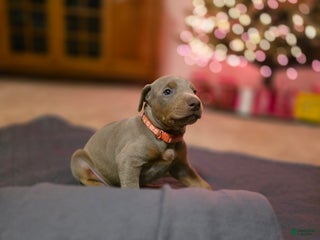 Doberman Pinscher dogs Doberman Pinscher Puppy 3 - Ad 18