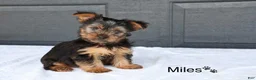 Yorkshire Terrier dogs for sale: Miles - Ad 1
