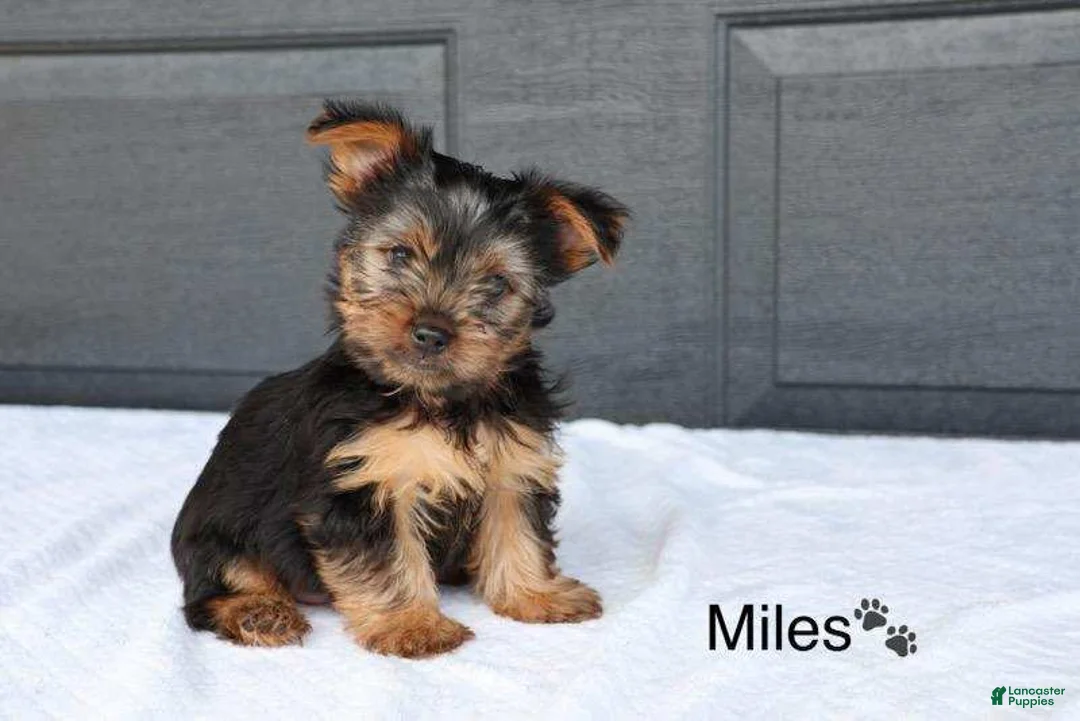 Yorkshire Terrier dogs for sale: Miles - Ad 1