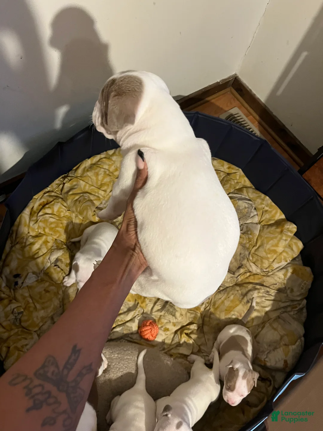 American Bully dogs for sale: American Bully Puppy 5 - Ad 3