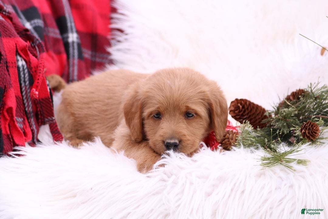 Labradoodle dogs for sale: Mia - Ad 3