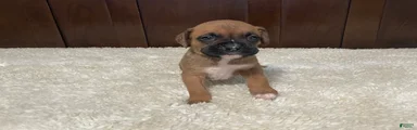 Molly