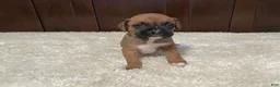 Boxer dogs for sale: Molly - Ad 1