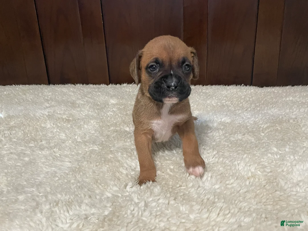 Boxer dogs for sale: Molly - Ad 1