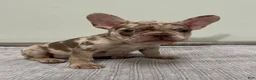 French Bulldog dogs for sale: Milano - Ad 6