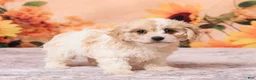 Cavachon dogs for sale: Megan - Ad 4