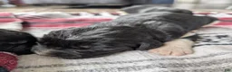 Newfoundland dogs for sale: Hudson - Ad 7