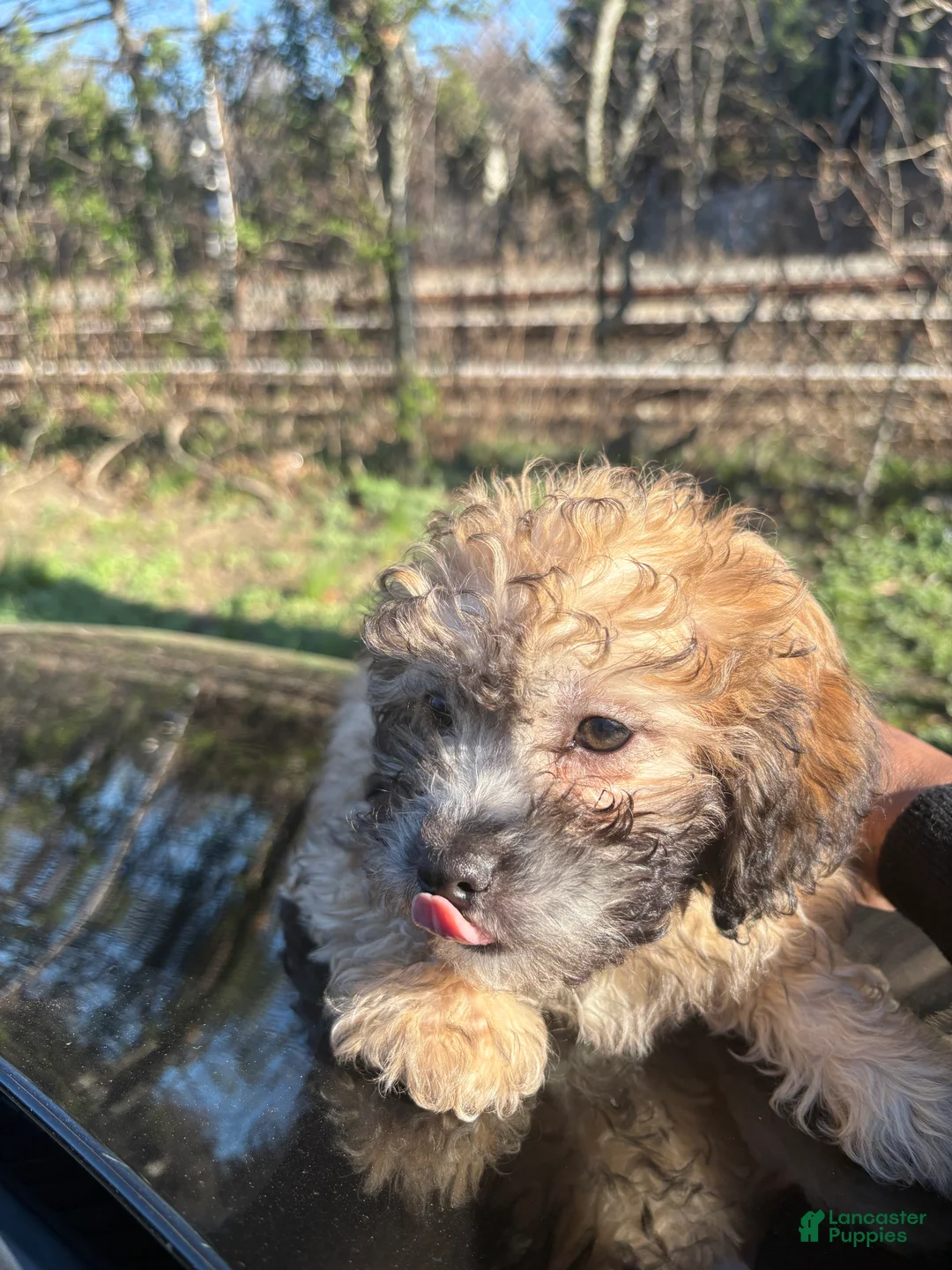 Shihpoo dogs for sale: SHA🐾❤️ - Ad 1