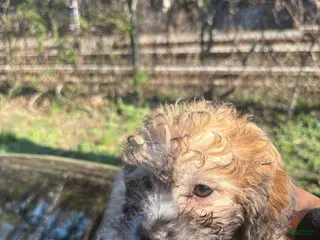 Shihpoo dogs for sale: SHA🐾❤️ - Ad 4