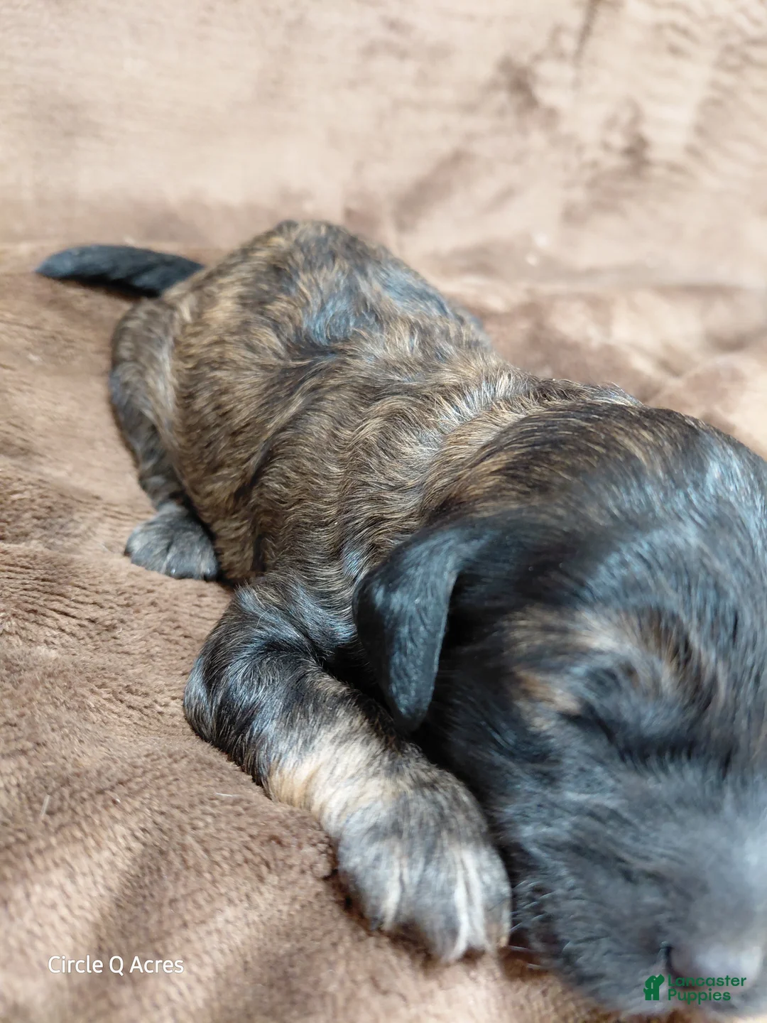 Mini Goldendoodle dogs for sale: Deacon  - Ad 1