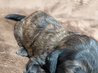 Mini Goldendoodle dogs Deacon - Ad 42