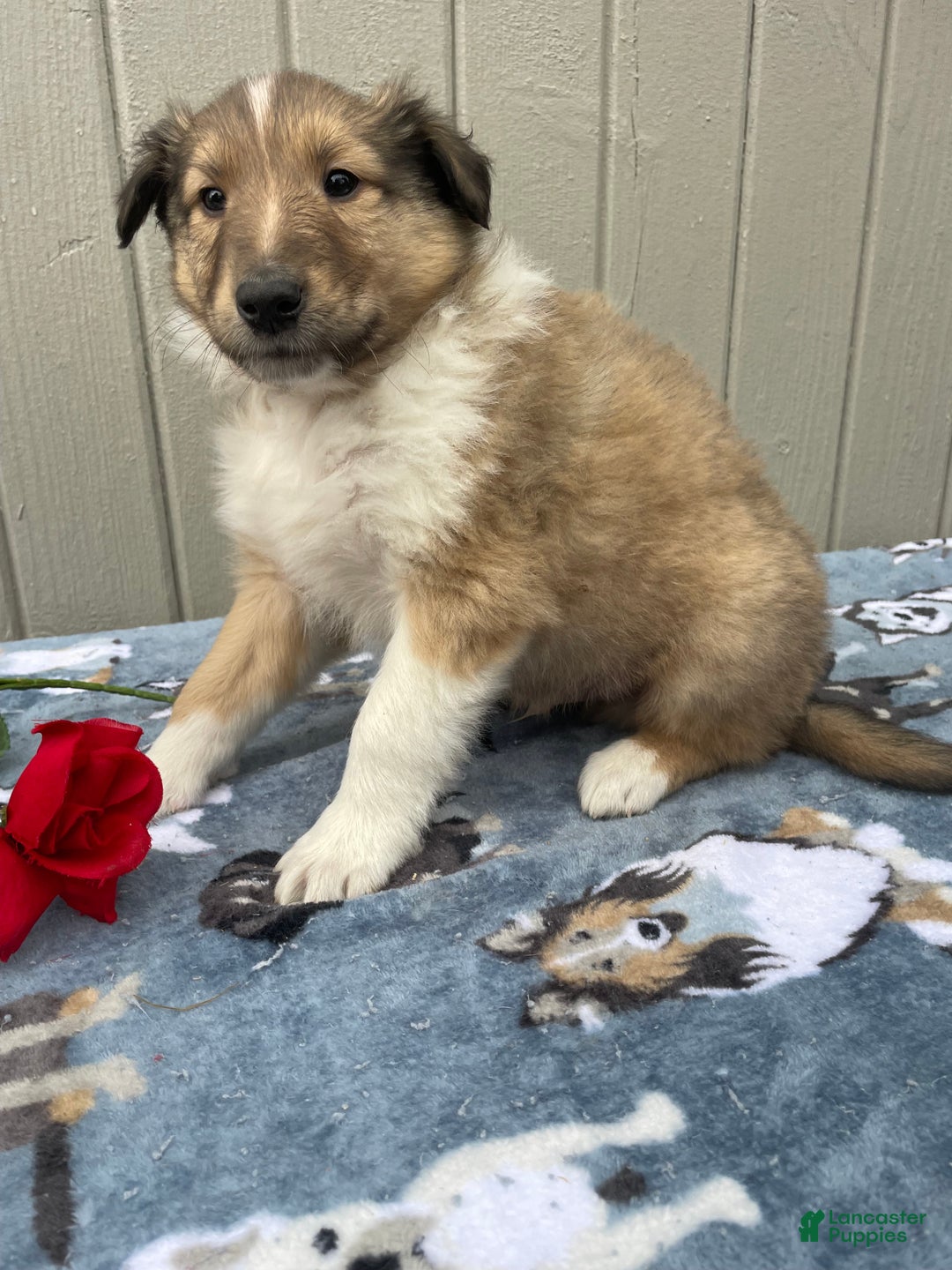 Collie dogs for sale: Colton - Ad 2