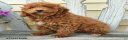 Aussiedoodle dogs for sale: Raline - Ad 3