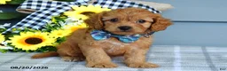 Cavapoo dogs for sale: Tanner - Ad 4