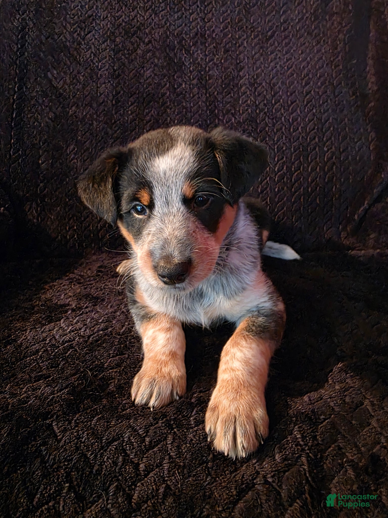 Mixed Breed dogs for sale: Journey - Ad 4
