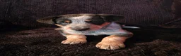 Mixed Breed dogs for sale: Journey - Ad 1
