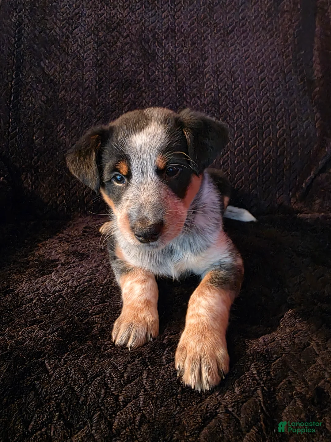Mixed Breed dogs for sale: Journey - Ad 1