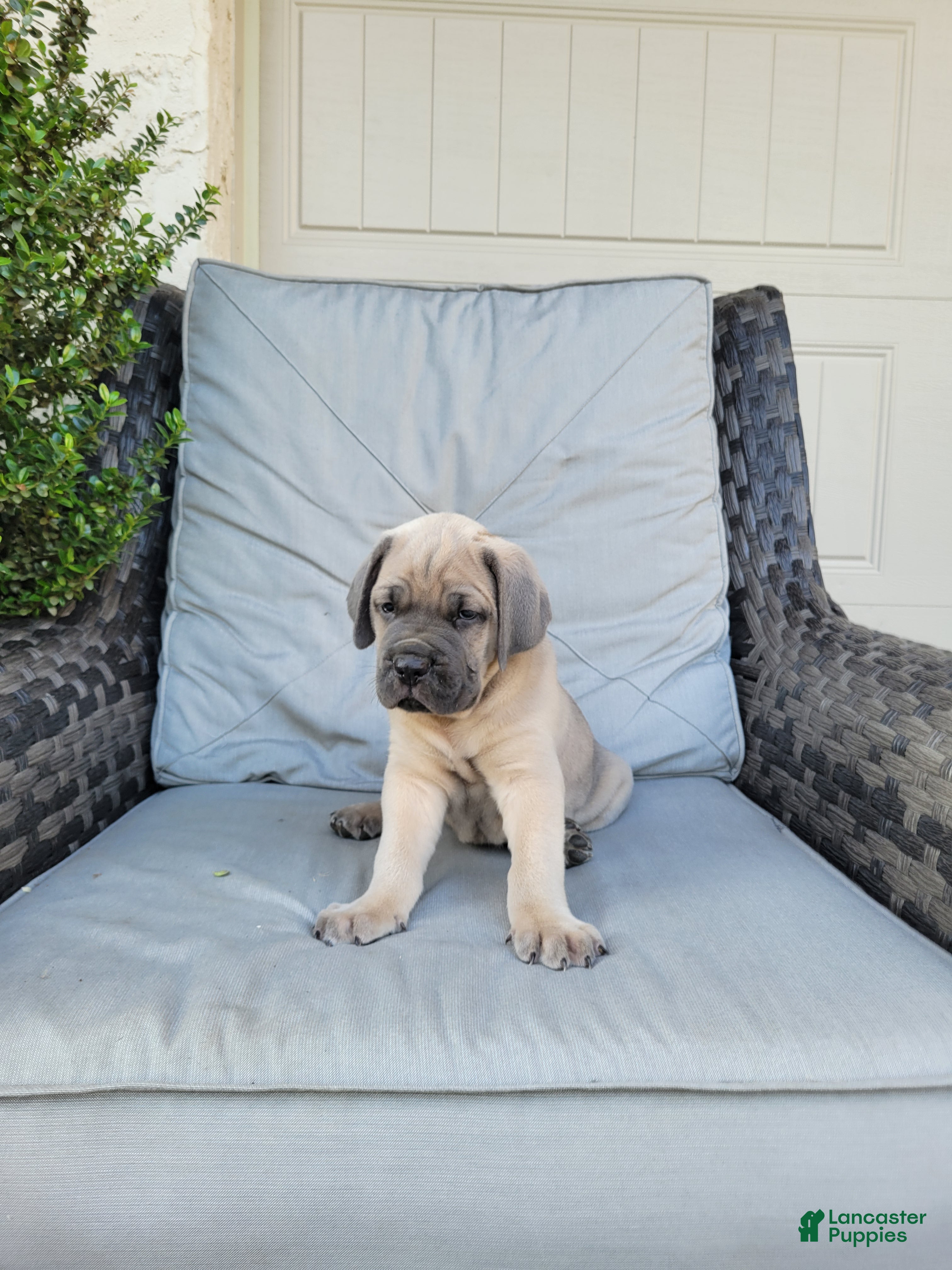 Cane Corso dogs Valor - Ad 2