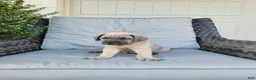 Cane Corso dogs for sale: Valor - Ad 3