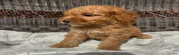 Miniature Poodle dogs for sale: 1 Chucky - Ad 6