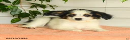 Papillon dogs for sale: Rascal - Ad 5