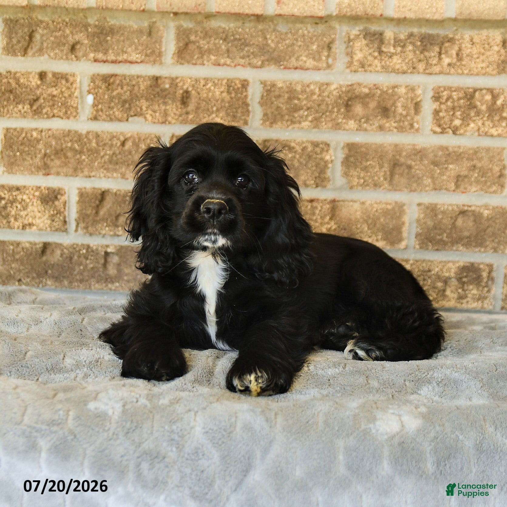 English Cocker Spaniel dogs Mindy - Ad 2