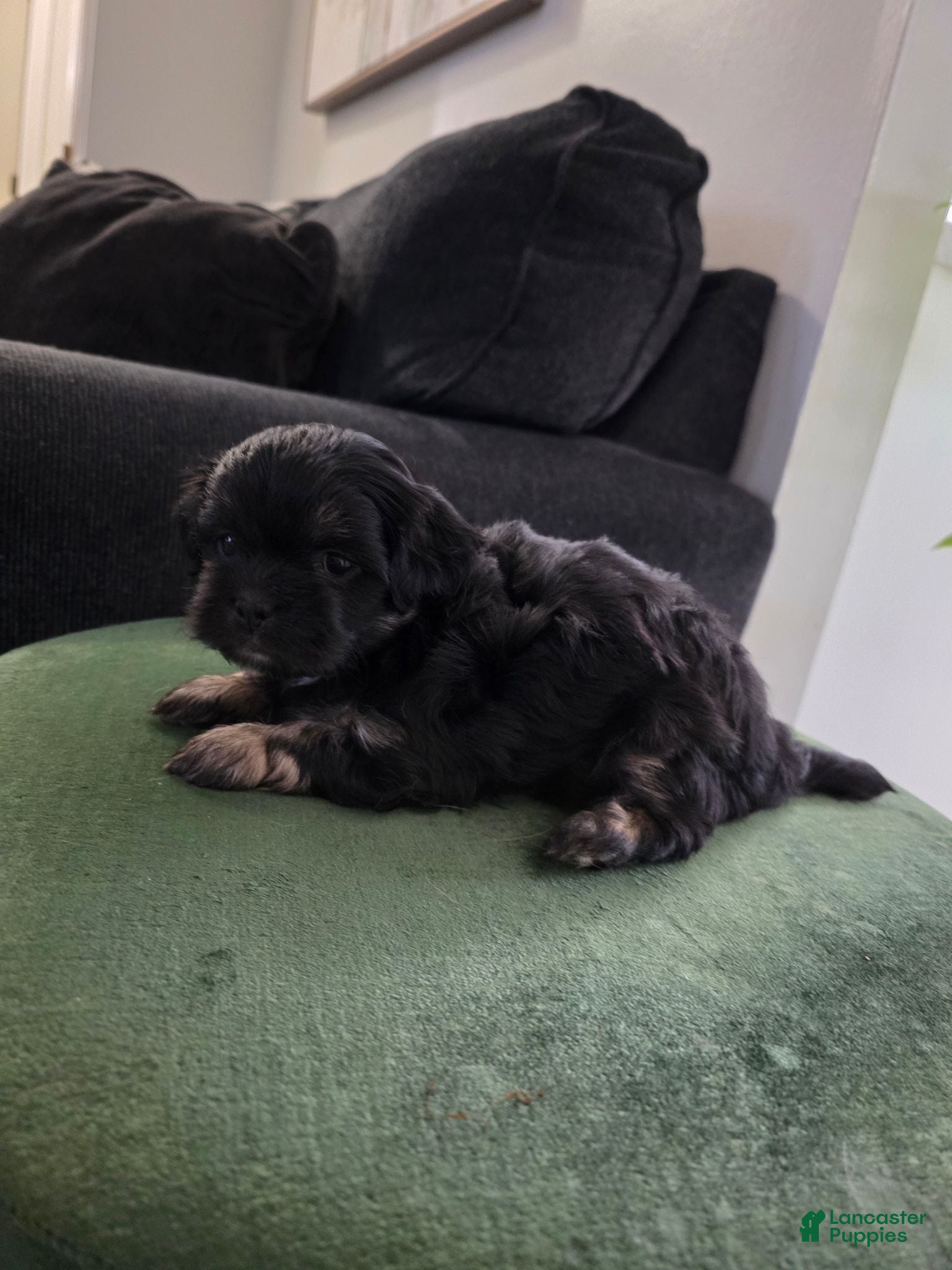 Shih Tzu dogs Shih Tzu 2 - Ad 40