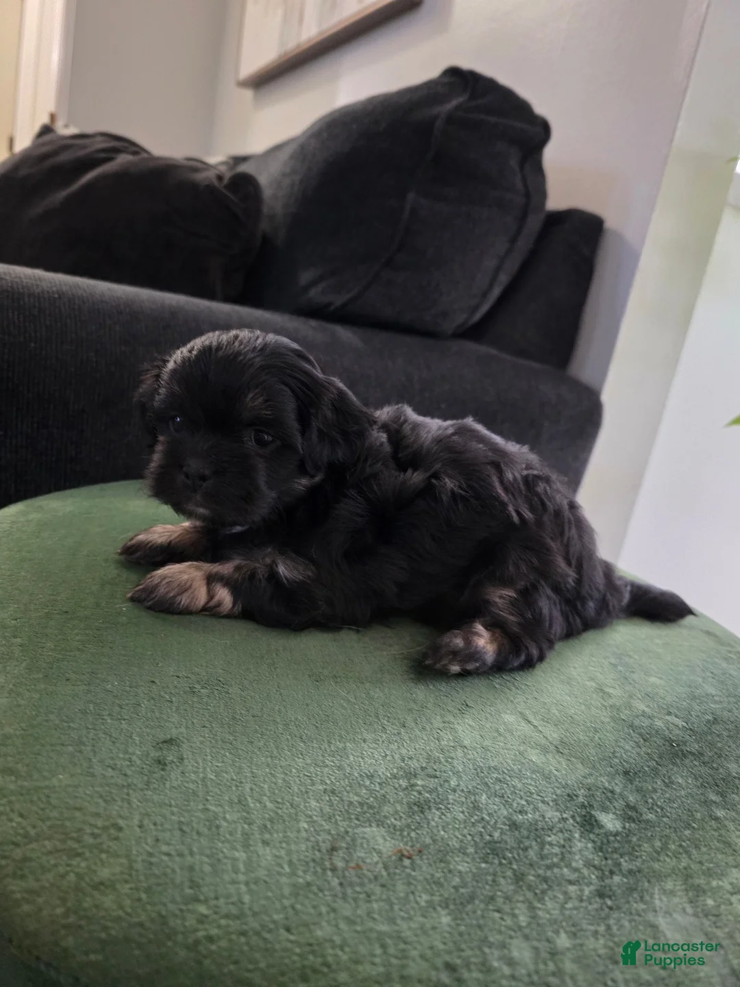 Shih Tzu dogs for sale: Shih Tzu 2 - Ad 1