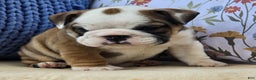 English Bulldog dogs for sale: Bulldozer  - Ad 2